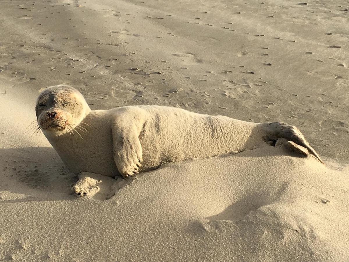 Sonnenlicht Leilighet Norderney Eksteriør bilde